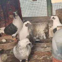 کبوتر کفتر پشتی شهری و سینه سوسنی
