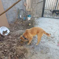 واگذاری سگ ژرمن مناسب برای نگهبانی|سگ|پردیس, کمرد|دیوار