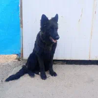 شاه توله ژرمن بلک نرر کرمان