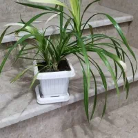 گل نخل|گل و گیاه طبیعی|مهاباد (آذربایجان غربی), |دیوار