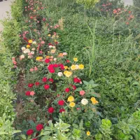 خدمات باغبانی احمدی سرویس به تمام نقاط تهران|خدمات باغبانی و درختکاری|تهران, شهرک غرب|دیوار