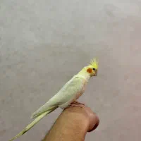 عروس هلندی|پرنده|باسمنج, |دیوار