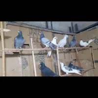 کبوتر پرشی|پرنده|درگز, |دیوار