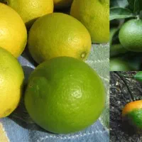 پیش فروش تامسون قائمشهر فقط تناژ