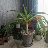 گل ذرتی بزرگ