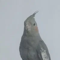 گم شده