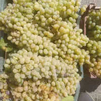انگور فخری
