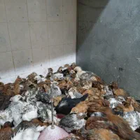 جوجه‌گلپایگان