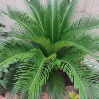 برگ سیکاس|گل و گیاه طبیعی|رشت, بلوار گیلان|دیوار