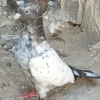 گمشده یه کفتر