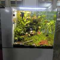 آکواریوم  live plants|ماهی|قم, انصار‌الحسین|دیوار