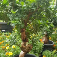 گیاه بن سای|گل و گیاه طبیعی|تهران, عباس‌آباد|دیوار