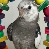 عروس هلندی خانگی سالم دستی|پرنده|رودهن, |دیوار