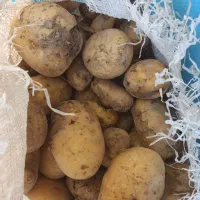 سیب زمینی دامی