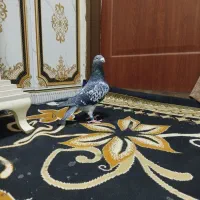 کفتر|پرنده|جلگه رخ, |دیوار