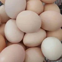 تخم مرغ ارگانیک طبیعی