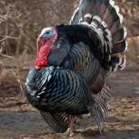 جوجه گوشتی. محلی. بلدرچین.بوقلمون|حیوانات مزرعه|مشهد, شهرک امام هادی (شهرک غرب)|دیوار