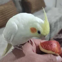 عروس هلندی لوتینو دستی دانه خور