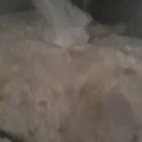 شیراز ( توف) خوشمزه فقط کیلویی۶۰ هزار