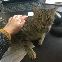 واگذاری گربه dash نر و ماده