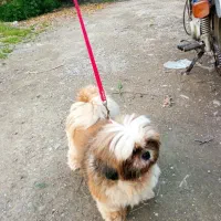 واگذاری یا معاوضه