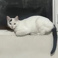 واگذاری گربه