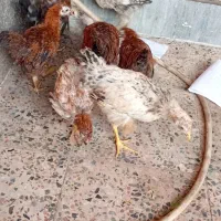 نیمچه. عربی