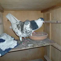 یک جفت کبوتر چادری