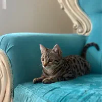 گربه|گربه|تبریز, |دیوار