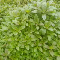 خلیواش ونعنا محلی خوش بو خوش عطر