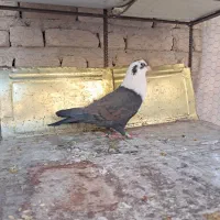 کبوتر ماده مخمل