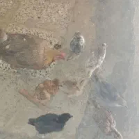 جوجه مرغ لری