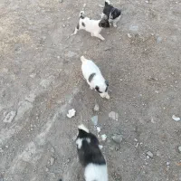 توله|سگ|کبودرآهنگ, |دیوار