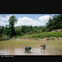 معاوضه زمین برنجکاری با آپارتمان
