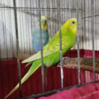 جفت مرغ عشق مولد رنگ خاص به شرط مولد