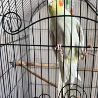 تعداد هشت عدد عروس هلندی بالغ 16 ماهه