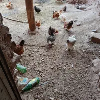 مرغ تخمی جوان