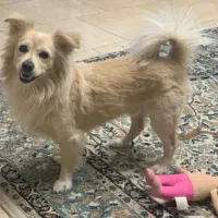 سگ اشپیتز تریر تربیت شده