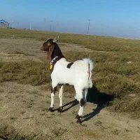 نر و مآده میباشند یک جفت|حیوانات مزرعه|گنبد کاووس, |دیوار