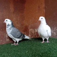 کبوتر بلند پرواز شمال( بندرگز )|پرنده|گرگان, |دیوار