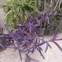 برگ بیدی، آلوئه بزی و آلوئه ورا