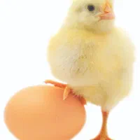 دستگاه دارم برای جوجه کشی