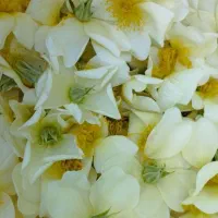 نهال نسترن میمندفارس برای عرق گیری|گل و گیاه طبیعی|اصفهان, راران|دیوار