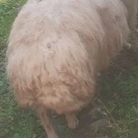 گوسفندنرقوچ وبره ماده