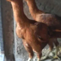 مرغ لاری|حیوانات مزرعه|فومن, |دیوار