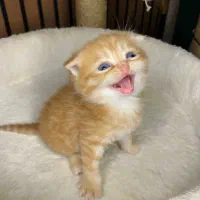 گربه اشرافی اسکاتیش و بریتیش