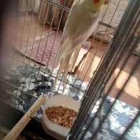 یک جفت عروس هلندی به فروش می رسد