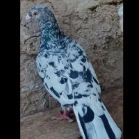 سار سرور ماده