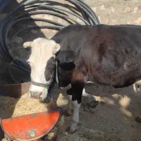 گاو گوساله شیری روزی 17تا 21شیر میده|حیوانات مزرعه|رومشکان, |دیوار