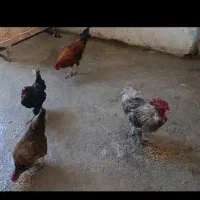 مرغ خروس محلی